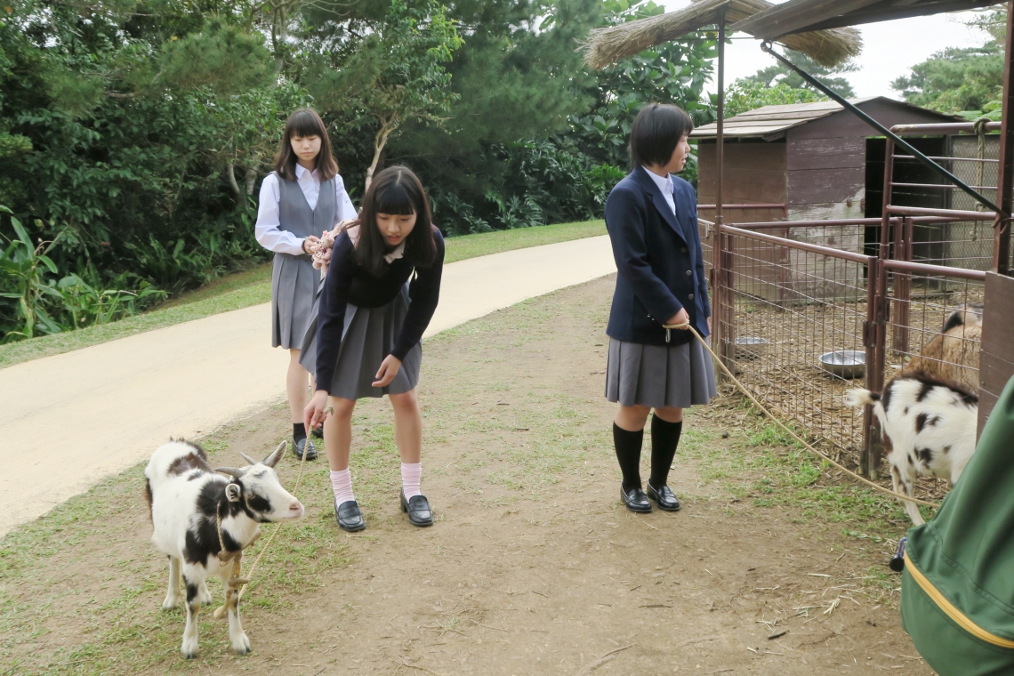 修学旅行の画像