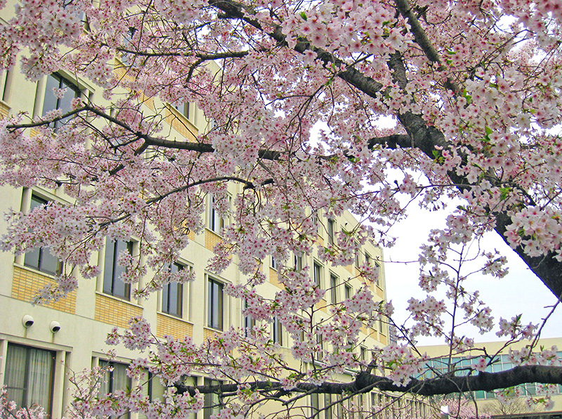 満開の桜