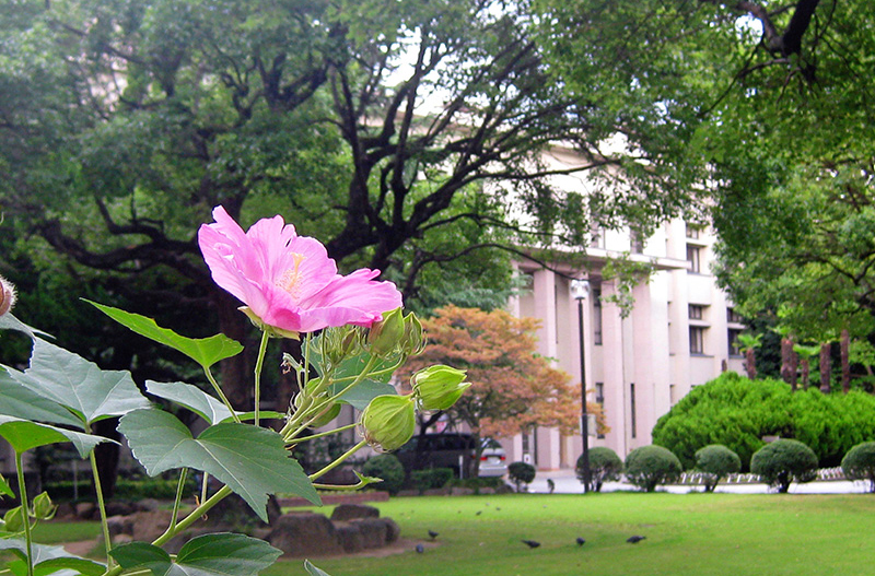 木芙蓉の花