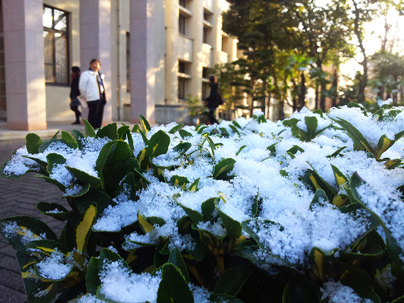 雪のちらつくキャンパス