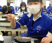 中学2年理科「フナの解剖」の画像